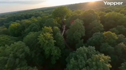 Golden hour forest treehouse fpv flight