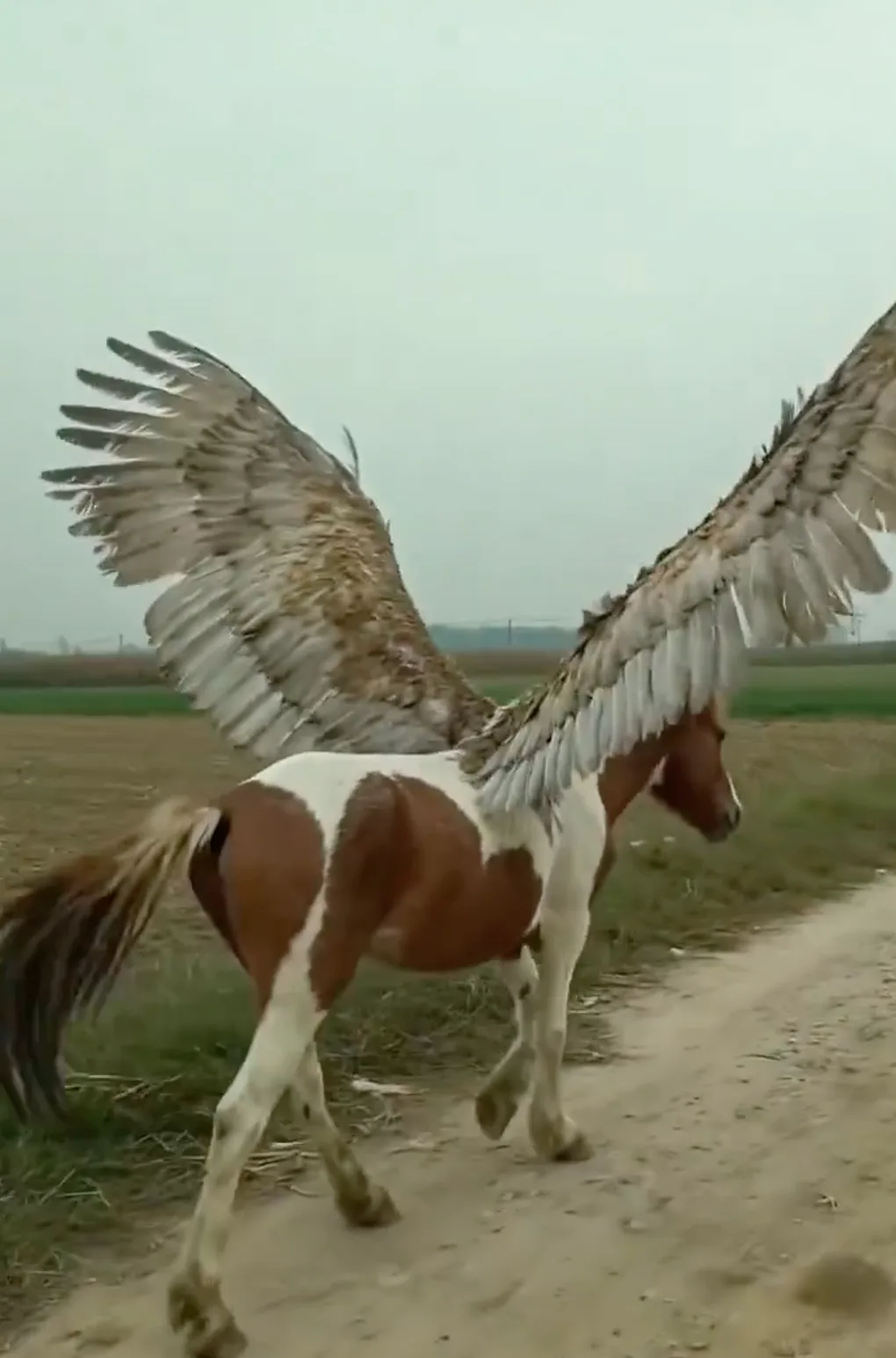 Rural pegasus phone record — After