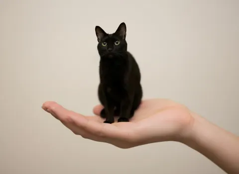 Topdown palm miniature pet