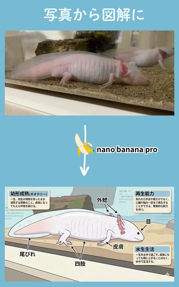 Elementary animal science coloring — After