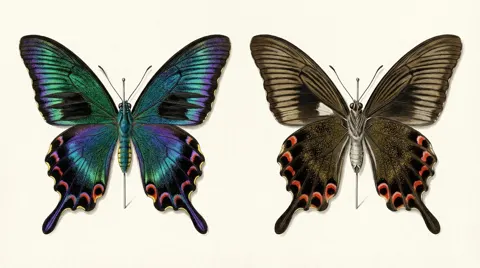 Butterfly specimen gloss comparison