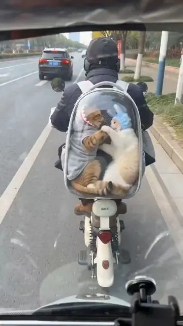 Shark cat and bunny hat in transparent backpack