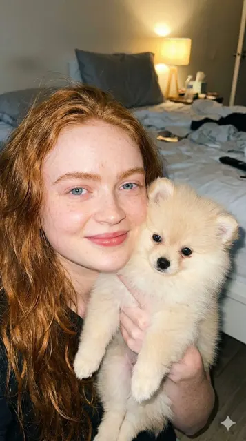 Hard flash redhead pomeranian