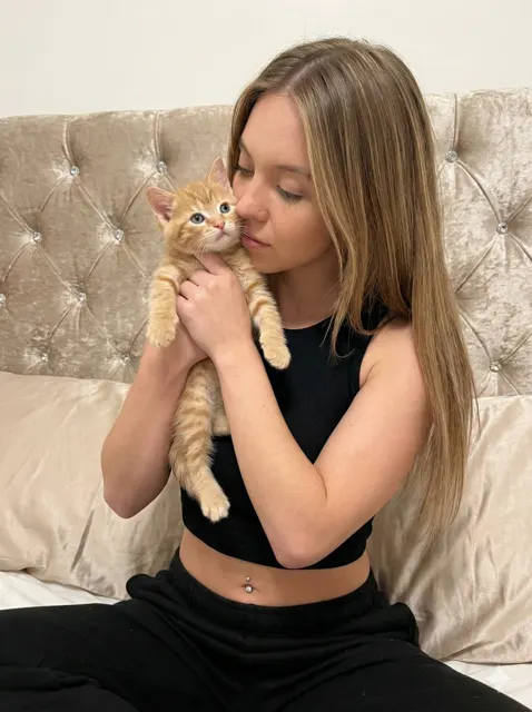Hollywood sweetheart ginger cat