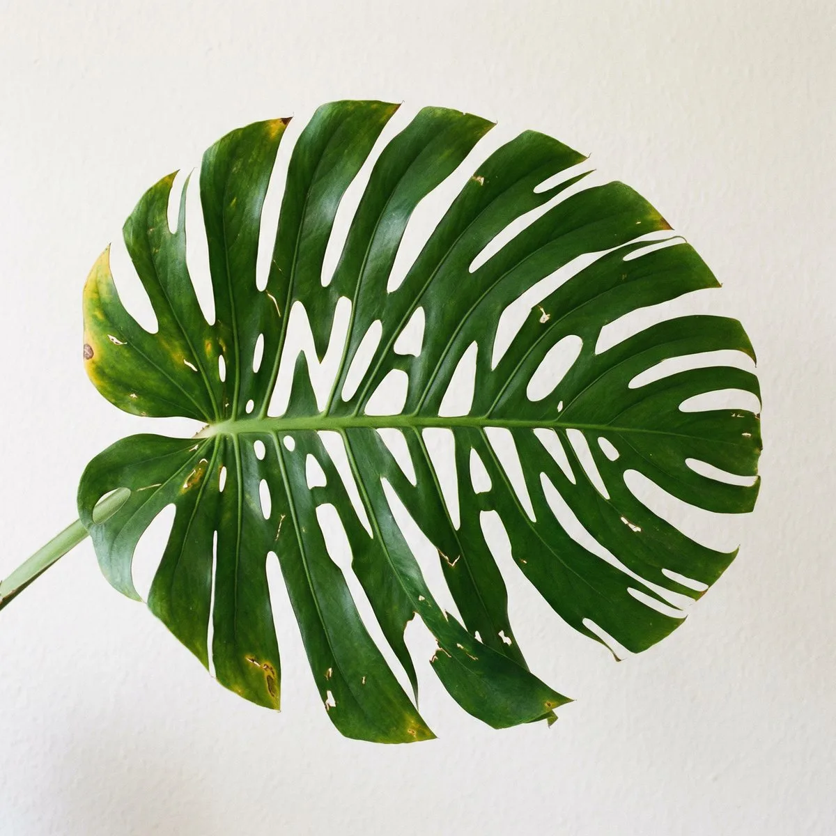 Monstera nano banana — Sonra