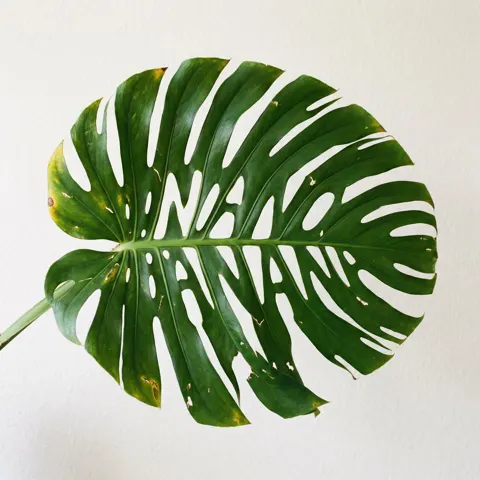 Monstera nano banana