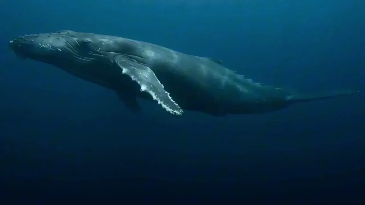 Deep sea whale primal majesty — Sonra