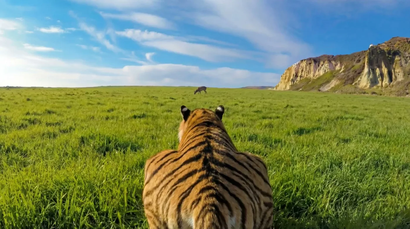 Life death chase from tiger tail — Sonra